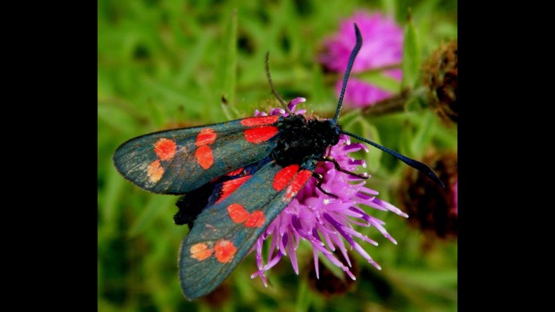Пестрянка донниковая Zygaena viciae