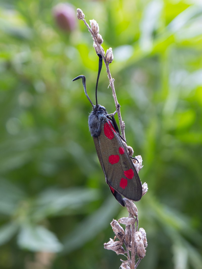 Zygaena osterodensis
