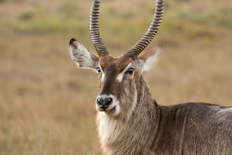 Kobus ellipsiprymnus