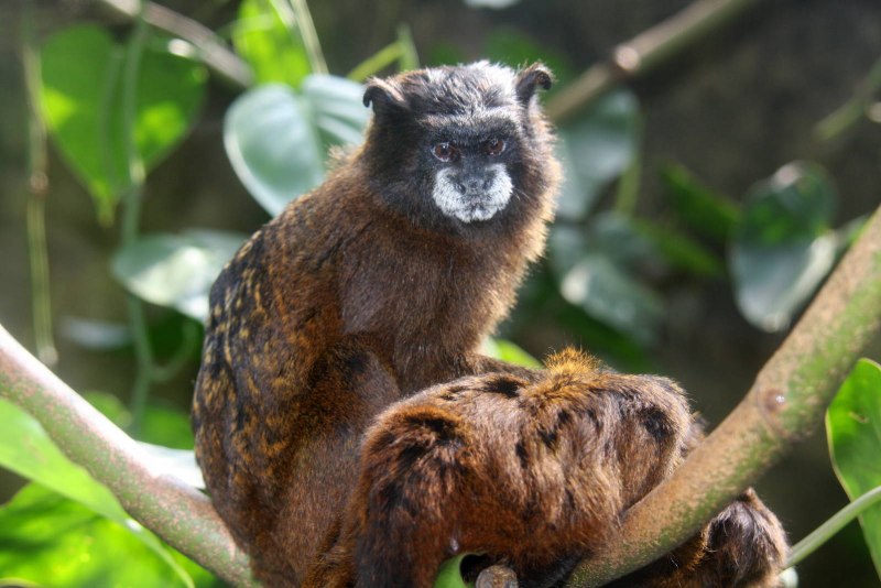 Saguinus fuscicollis
