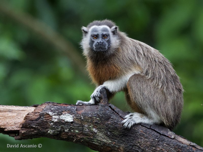 Saguinus leucopus