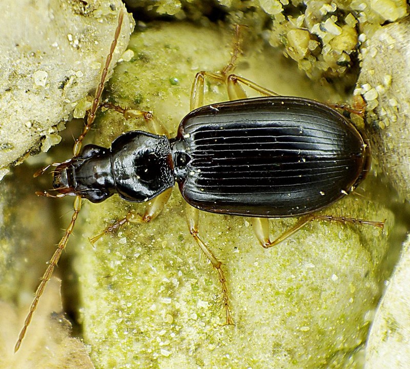 Camarophyllopsis albipes