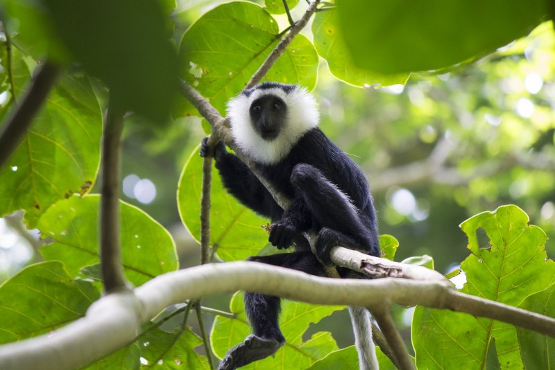 Colobus vellerosus