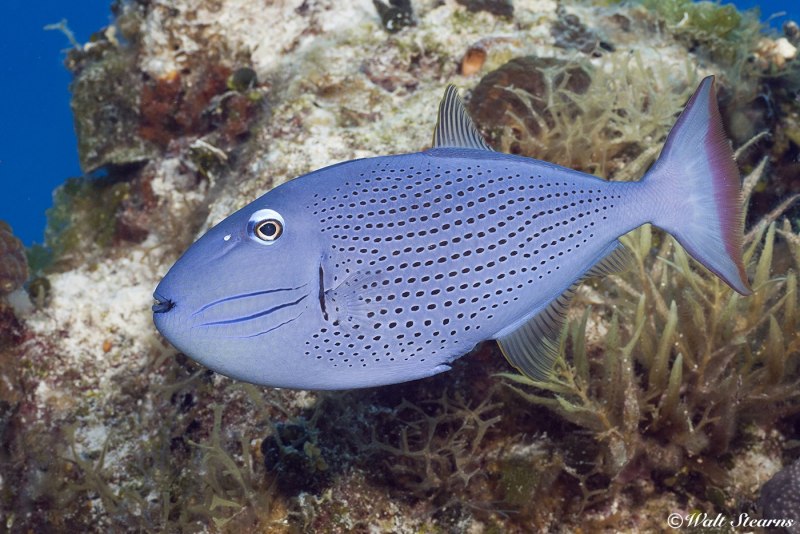 Атлантическая треска (gadus morhua)