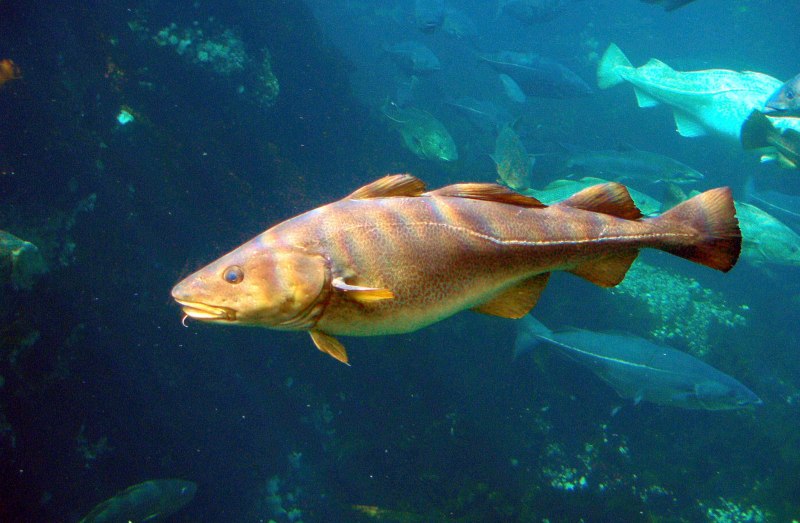 Сом обыкновенный Silurus GLANIS