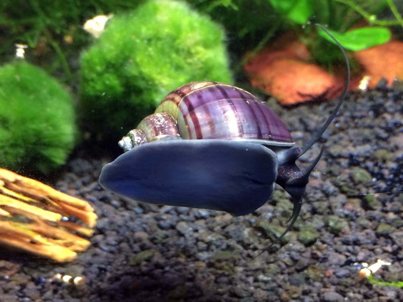 Физа пузырчатая Physa fontinalis