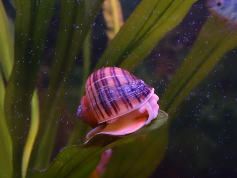 Physa fontinalis
