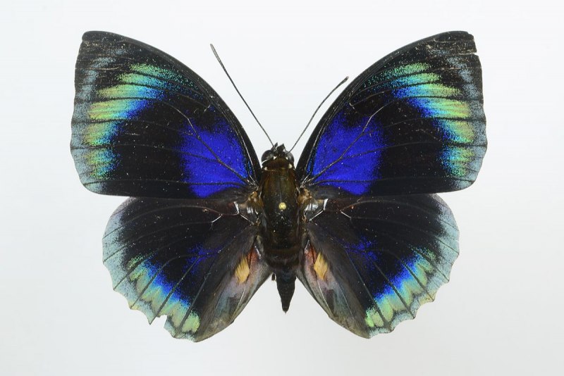 Agrias hewitsonius hewitsonius