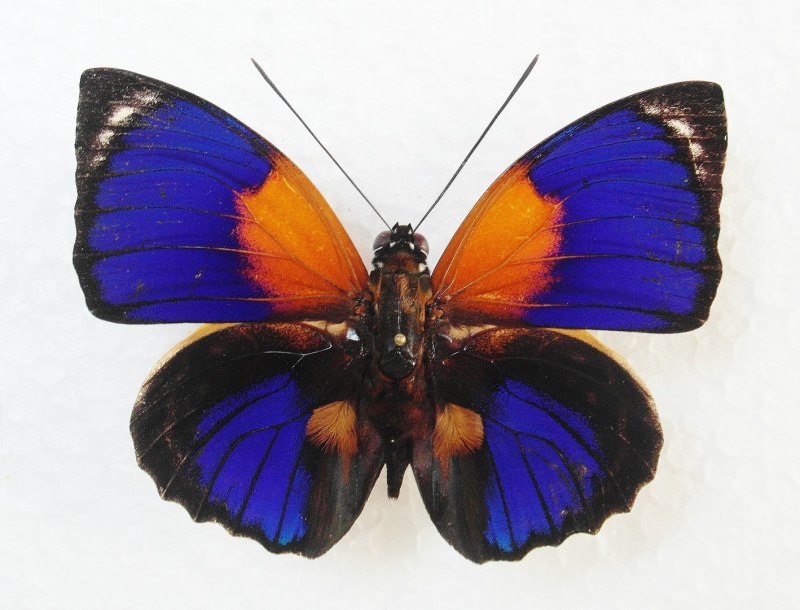 Agrias hewitsonius
