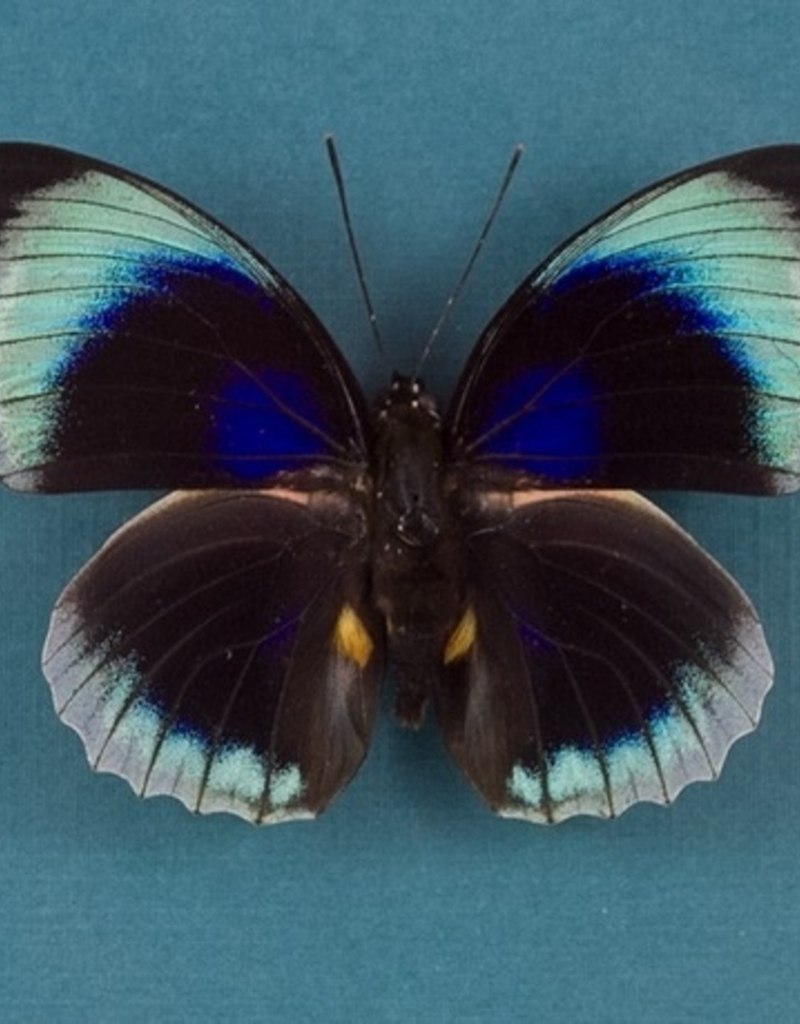 Agrias hewitsonius