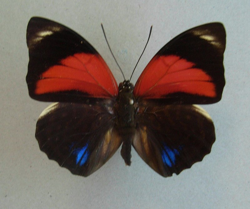 Agrias hewitsonius