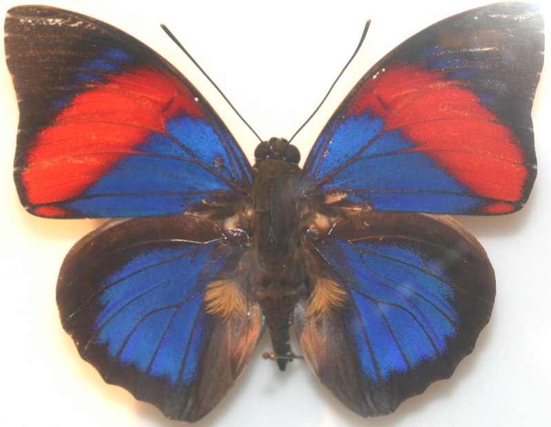 Agrias hewitsonius hewitsonius