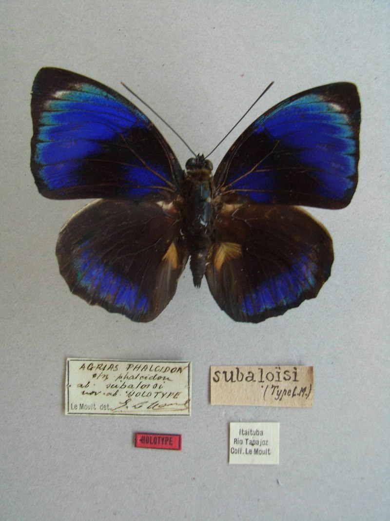 Agrias hewitsonius