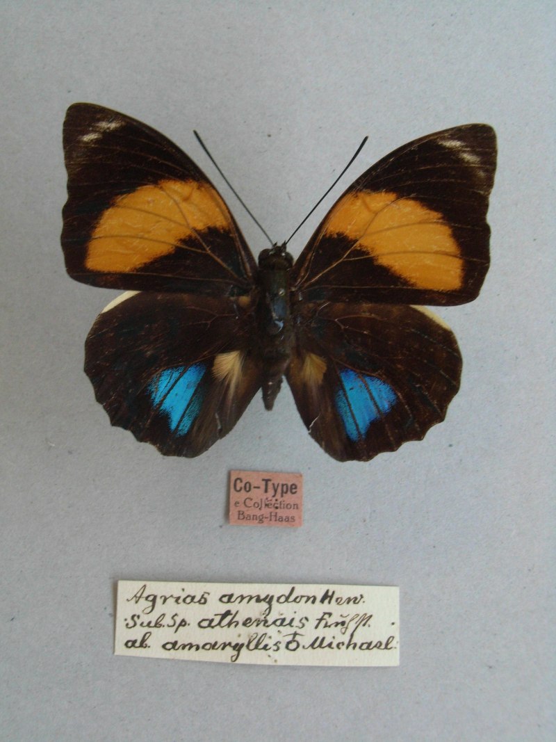 Набор для вышивки бисером 3-d Благовест арт.б-022 бабочка Protographium Philolaus