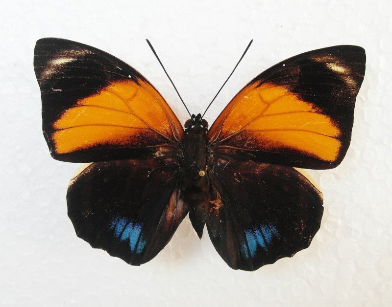 Agrias hewitsonius hewitsonius