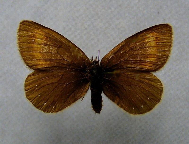 Agrias hewitsonius hewitsonius