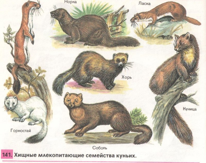 Лесная куница враги