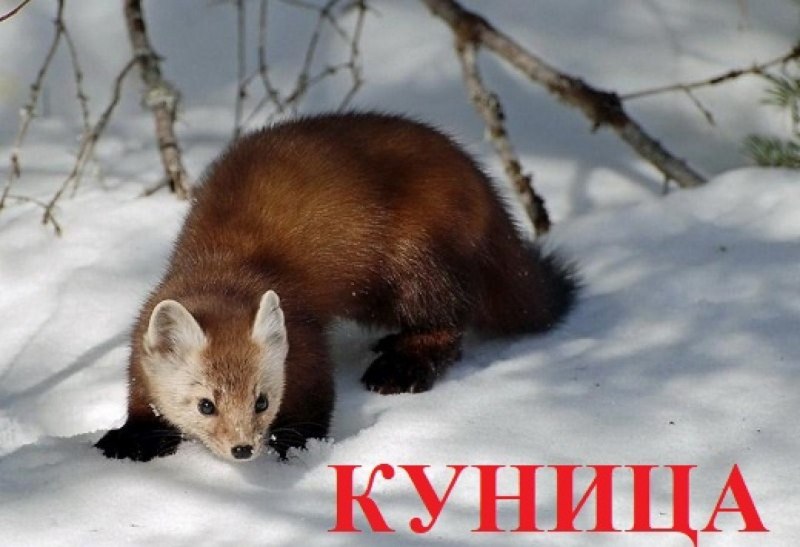Лесная куница с детенышами