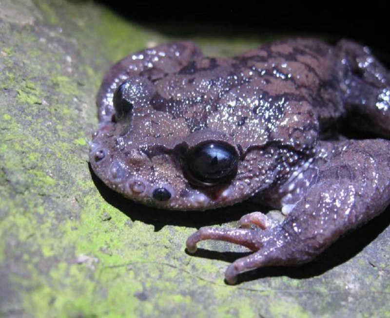Leptobrachium boringii