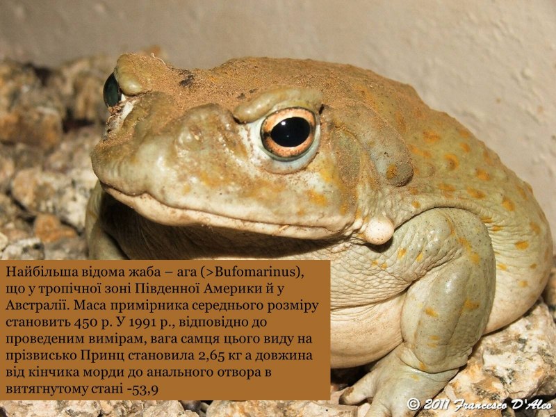 Лягушонок Пепе