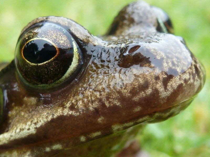 Бурая жаба Bufo guttata