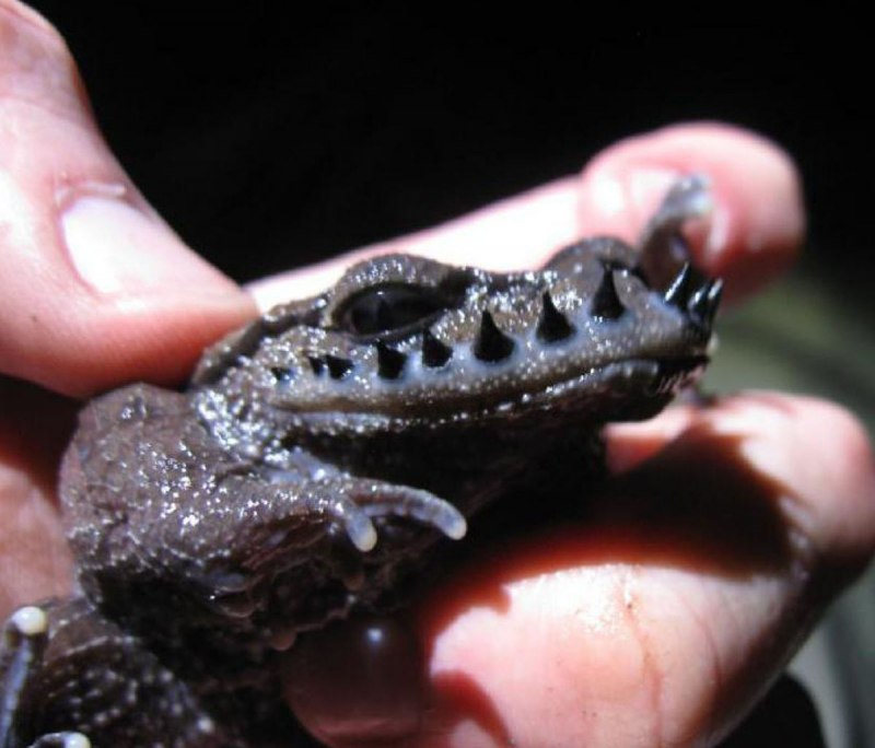 Leptobrachium boringii