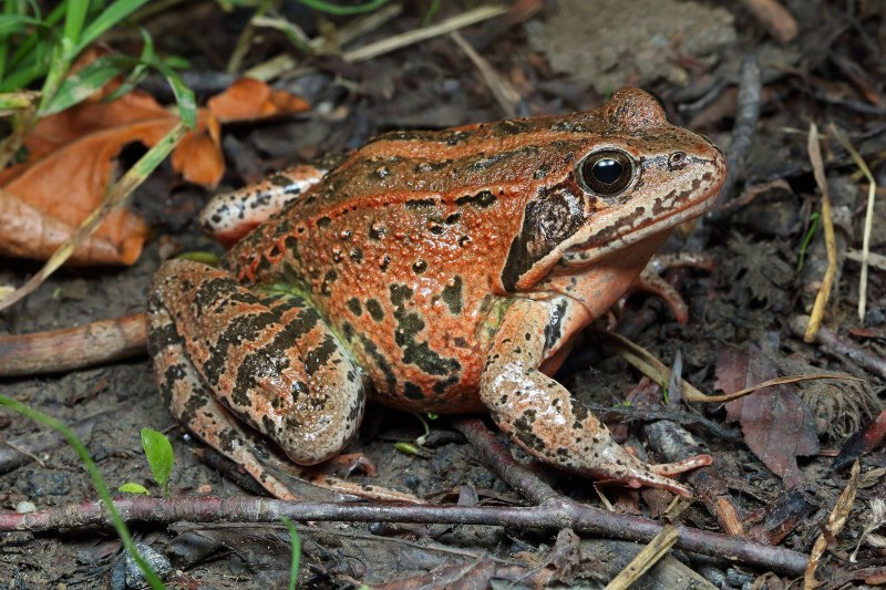 Leptobrachium boringii