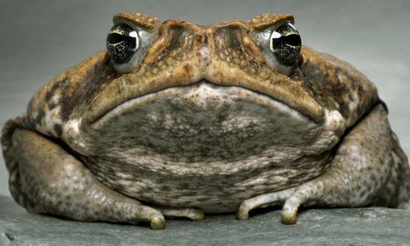 Лягушка Rana sylvatica