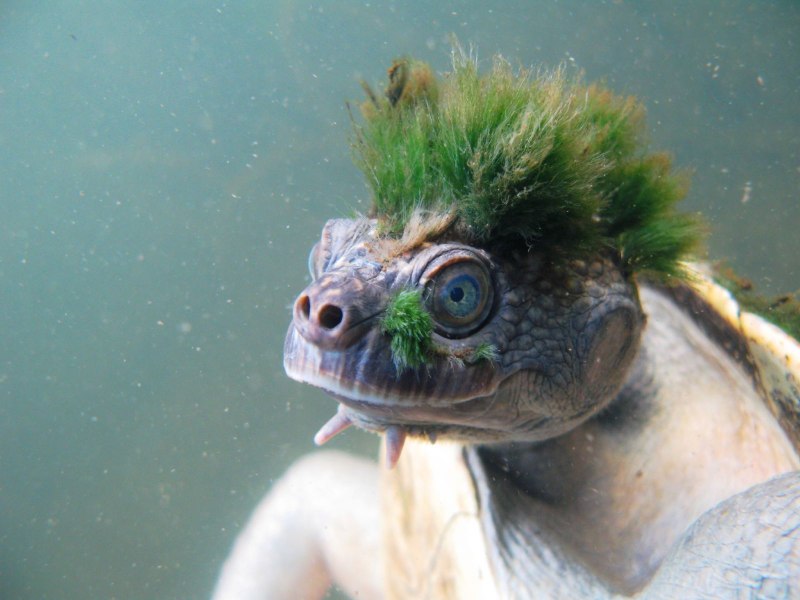 Giant Frog DND 5e