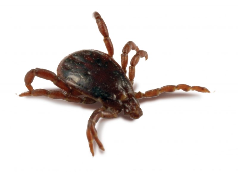 Dermacentor reticulatus Луговой клещ