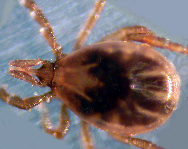 Бурая ржавчина (Puccinia triticina)
