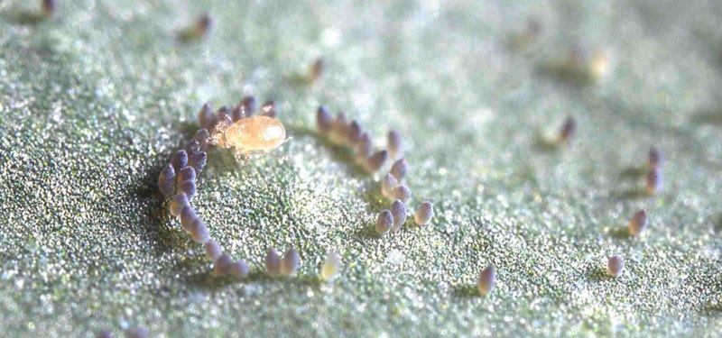 Чесоточный клещ Sarcoptes scabiei