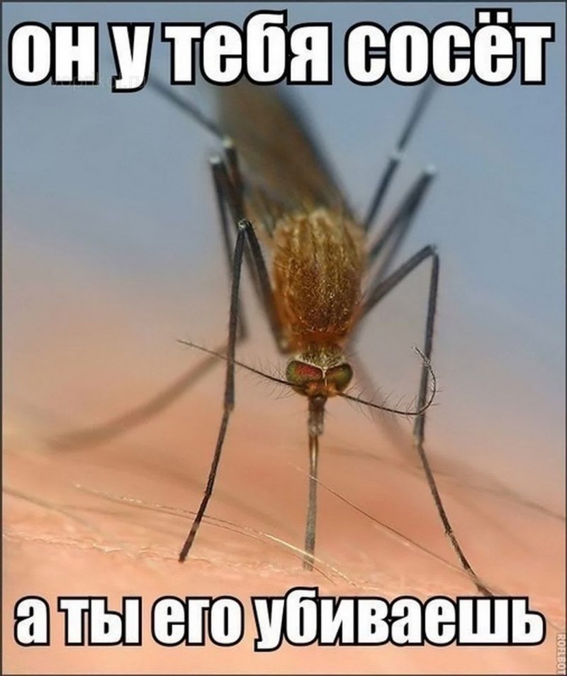 Красный комар долгоножка
