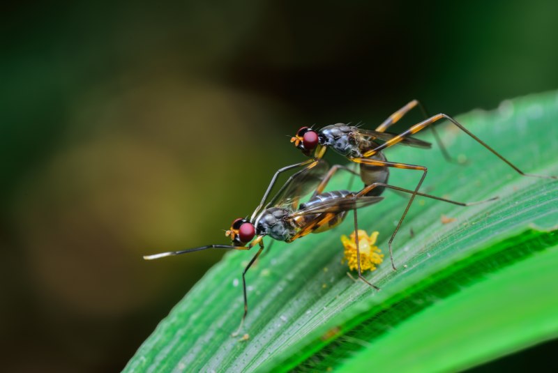 Комар обыкновенный (Culex pipiens)