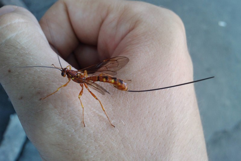 Thalessa lunator