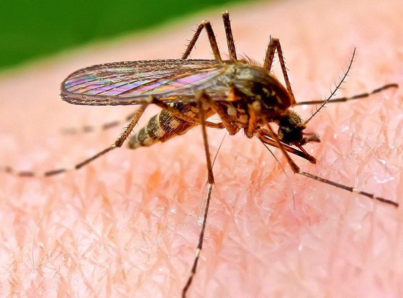 Комаров Aedes albopictus