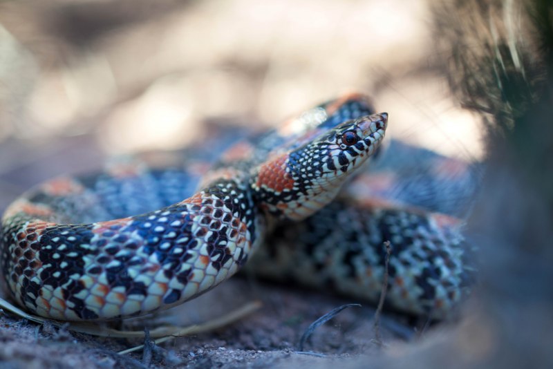 Vipera berus гадюка
