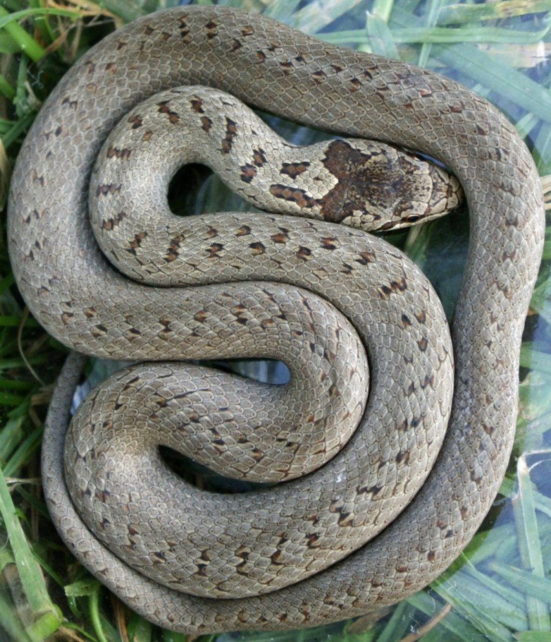 Медянка обыкновенная Coronella austriaca Laurenti, 1768