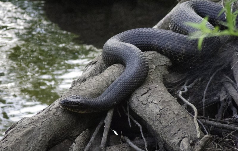 Rhabdophis tigrinus