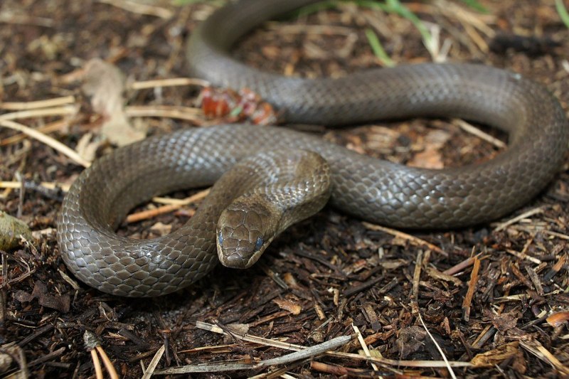 Медянка – Coronella austriaca Laurenti, 1768