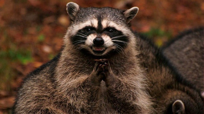 Teeth Coon