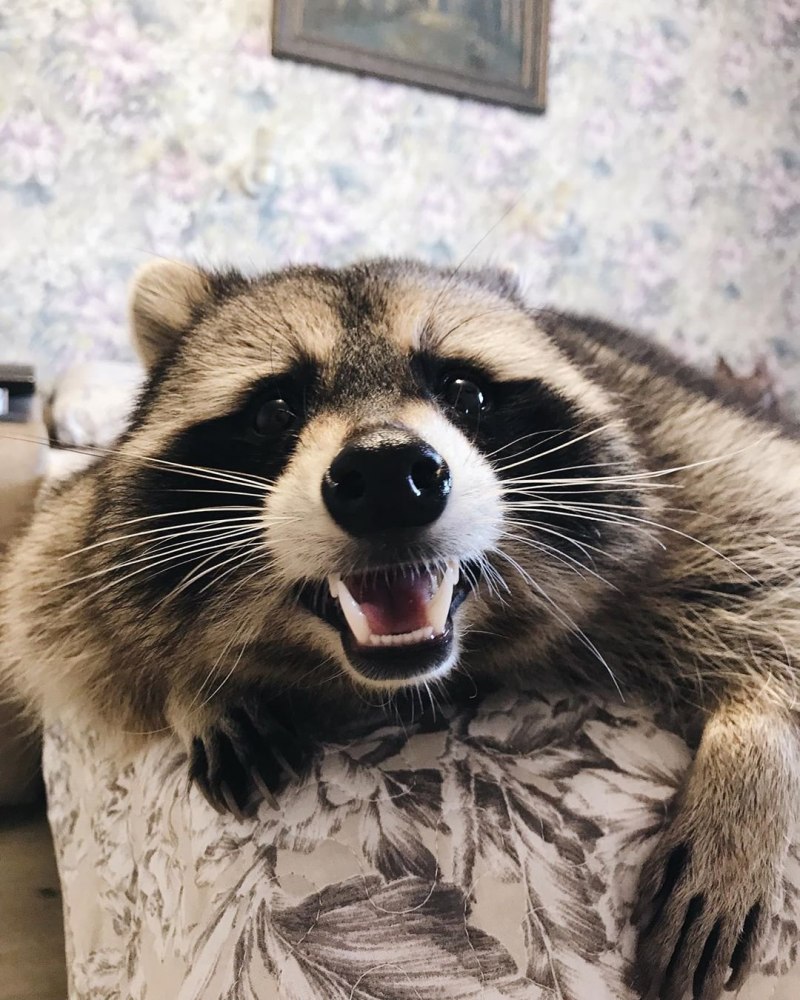 Енот с тёмной шерстью