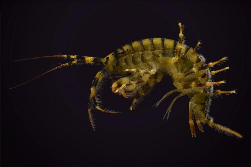 Eulimnogammarus verrucosus
