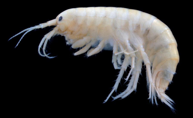 Gammarus duebeni