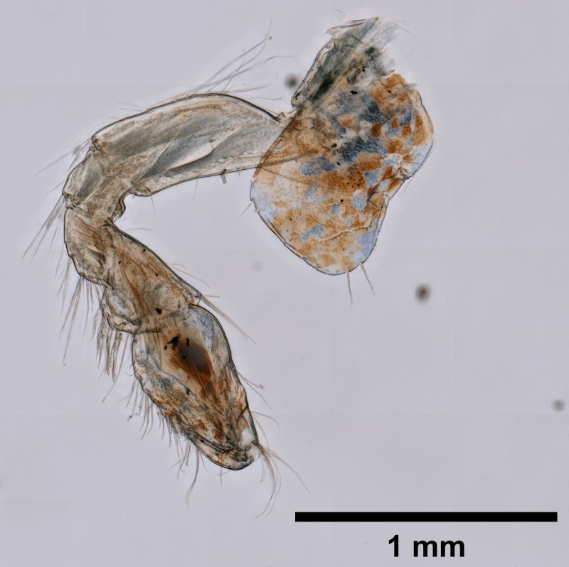 Gammarus oceanicus