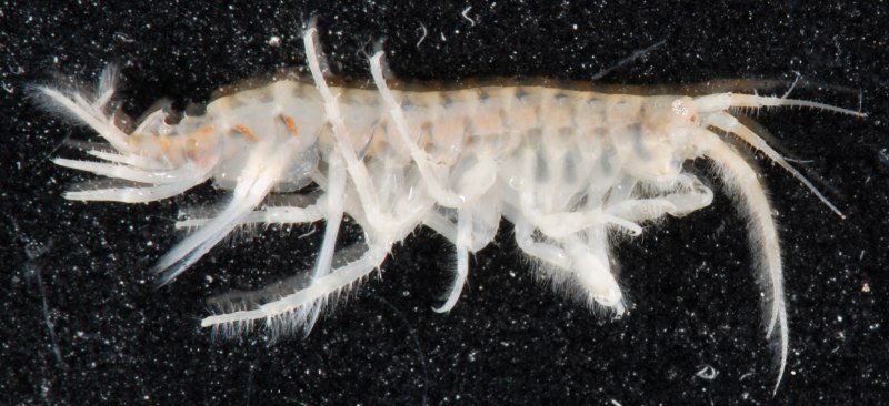 Cultivation Gammarus