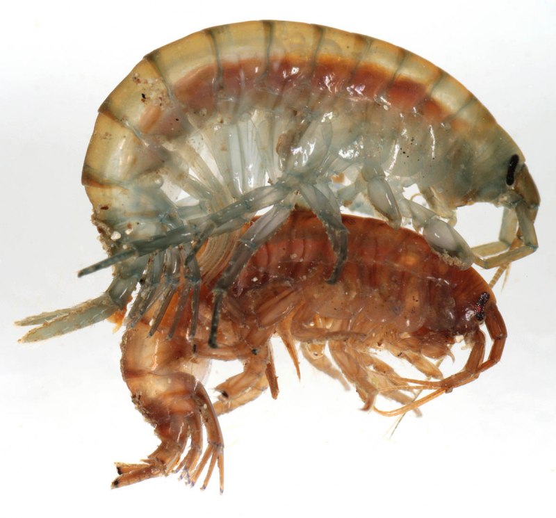 Байкальский бокоплав gmelinoides fasciatus