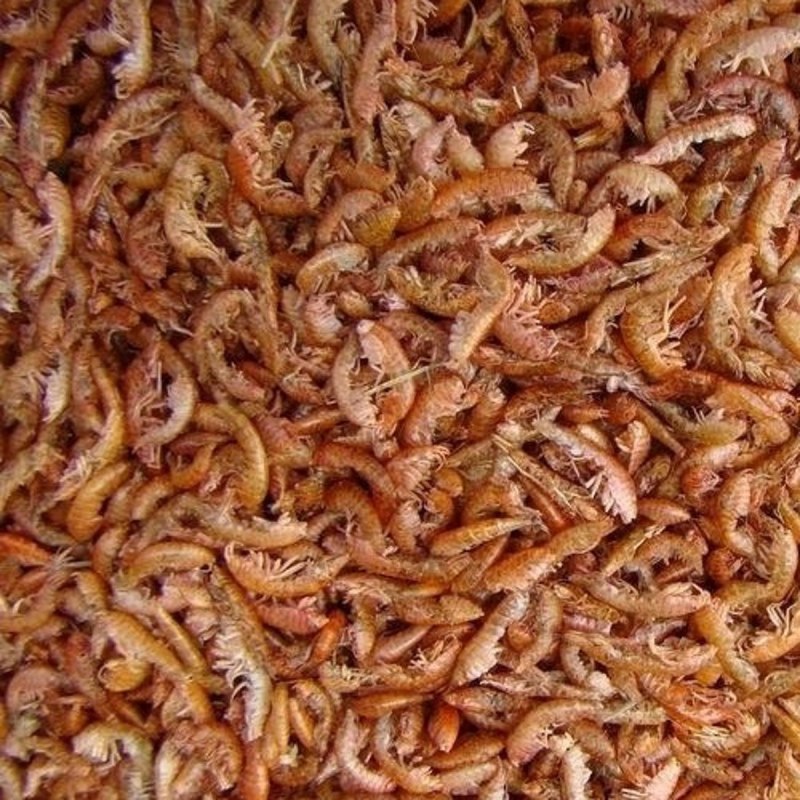 Листоногие рачки