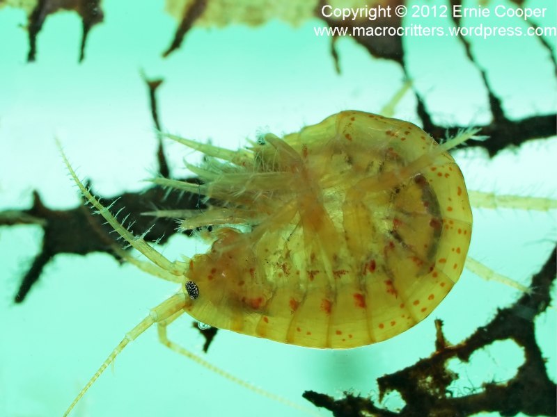Gammarus lacustris
