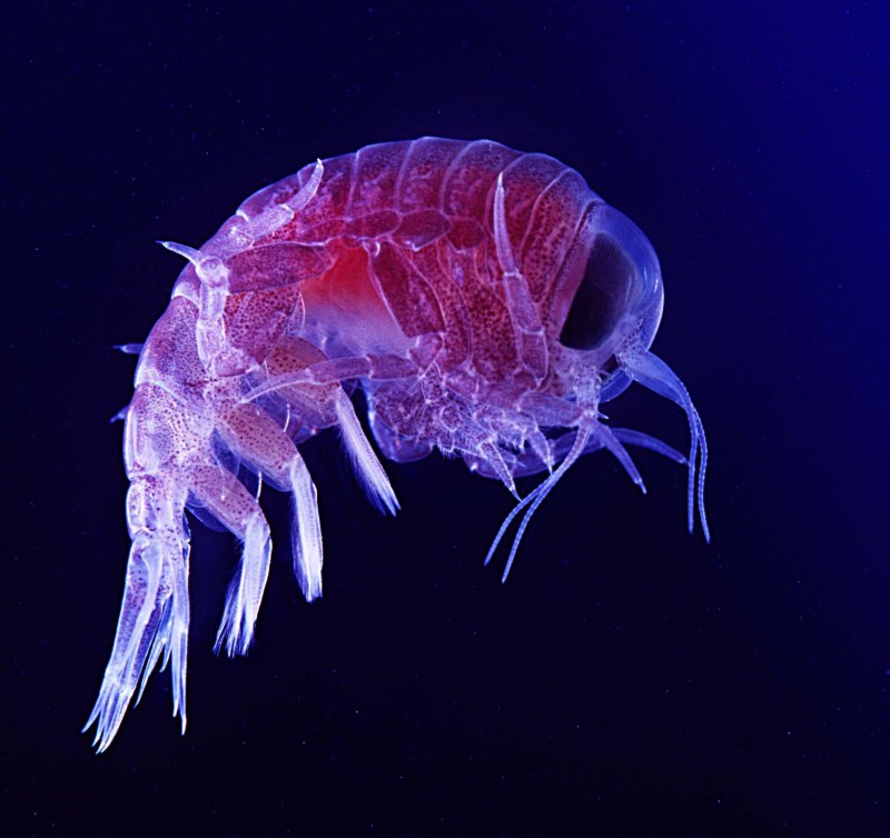 Gammarus duebeni